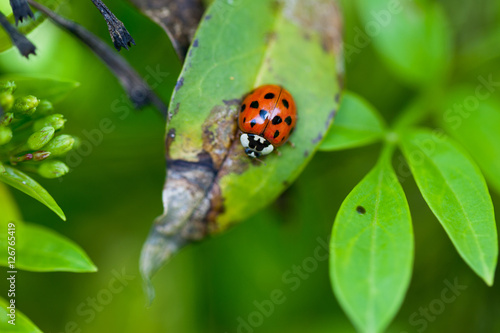Close up macro red ladybug ladybird with black spots on a green leaf