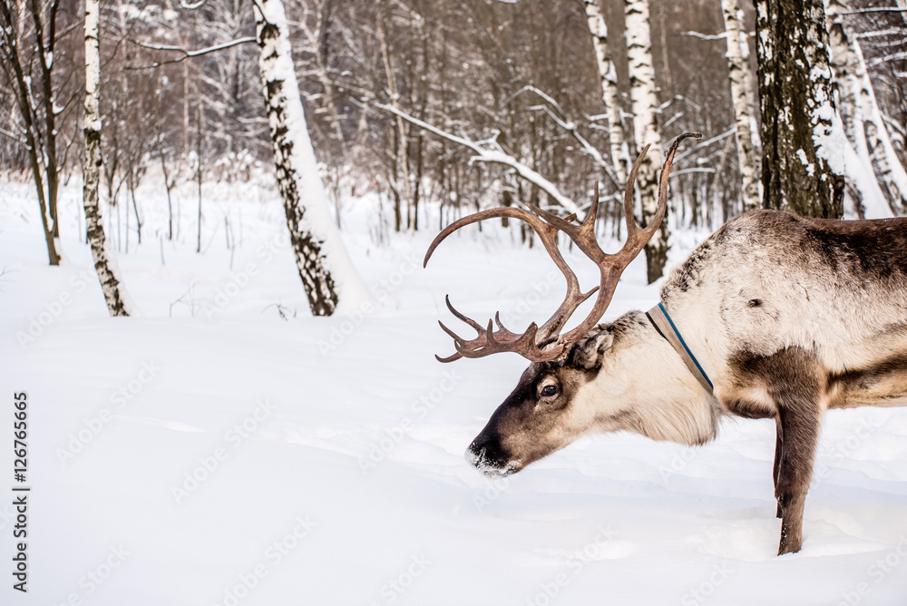 Obraz premium Northern house deer