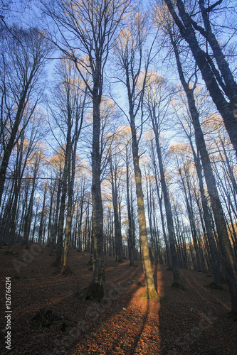 Passo di Forca d acero in autunno  un bosco tra Lazio e Abruzzo. Alberi  rocce e mille colori della natura