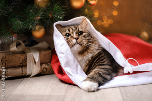 Fototapeta Naklejka Na Ścianę i Meble -  Tabby and happy cat. Christmas season 2017, new year