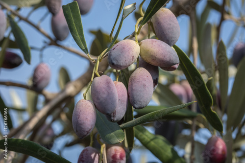 Ripe olives hanging on the tree