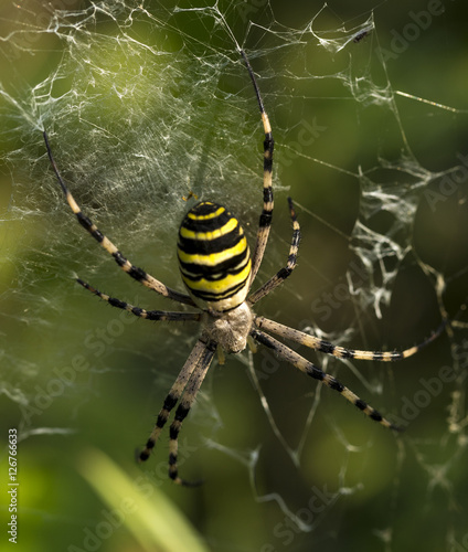 wasp spider with yellow and black stripes on its abdomen in its web