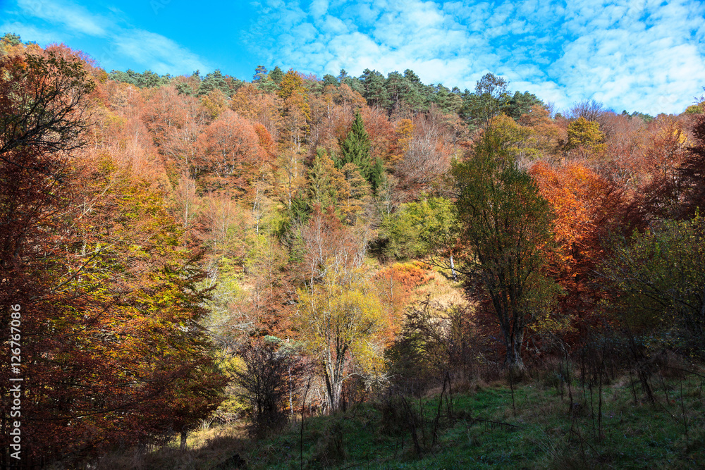 autumn colors