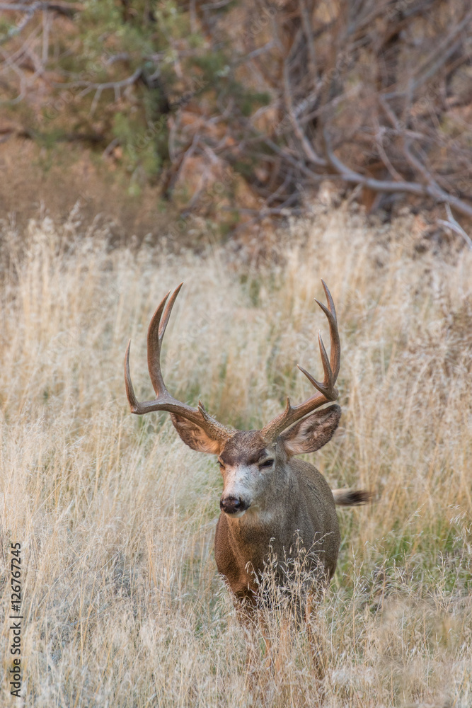 Fototapeta premium Mule Deer Buck