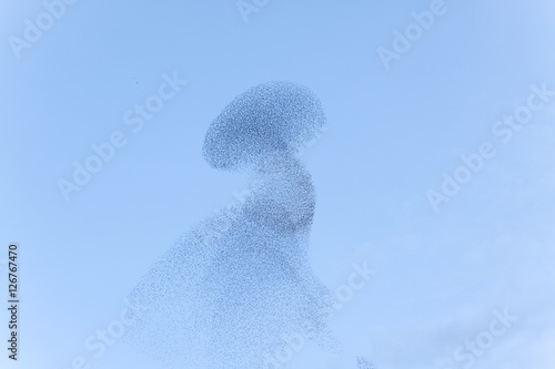 Birds swarm movements (blurred)