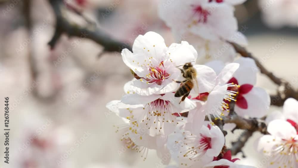 Gyeongbuk, Korea, Heonyebee gathering pollen Cherry plum flowers
Gyeongbuk, Korea, Heonyebee gathering pollen Cherry plum flowers