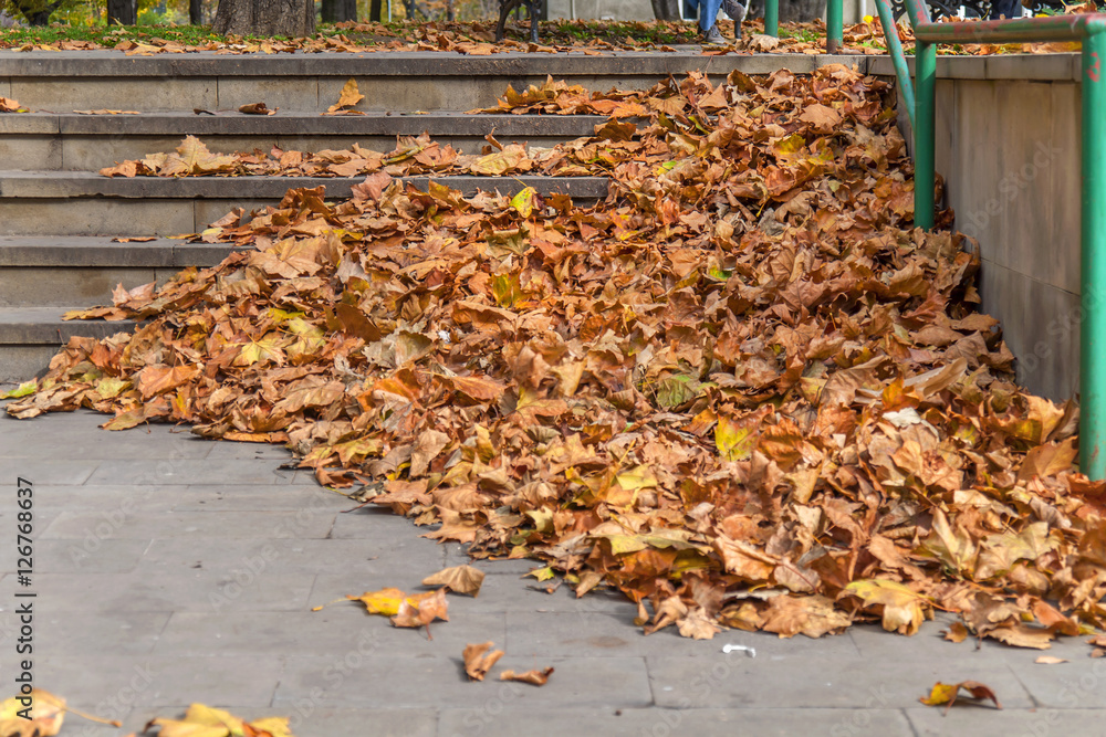 Stone stair path with a lot fall colored leaves