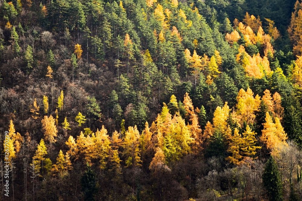 Larch trees and pine trees in autumn season Larch trees and pine trees in autumn season