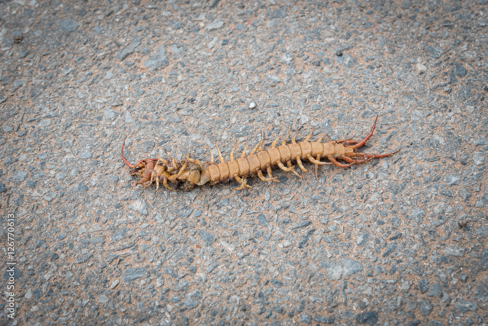 centipede lying dead on the road