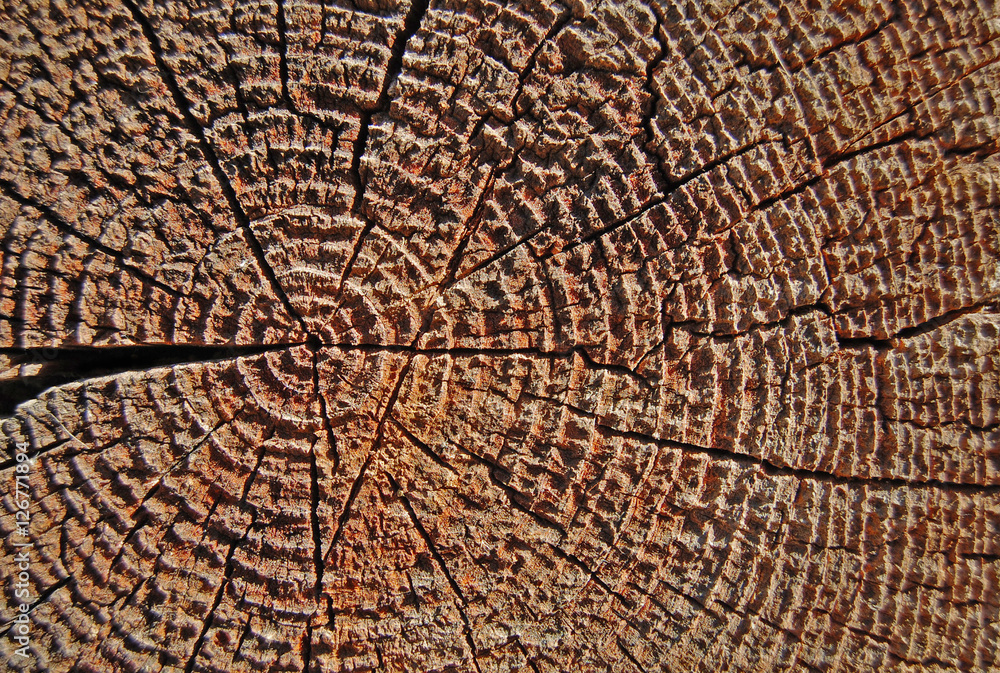 Fototapeta premium Close-up annual rings, tree trunk cross section, wooden background, wood pattern