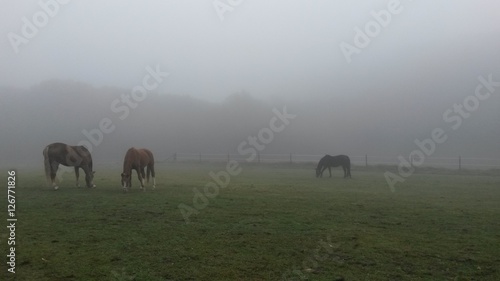 Pferde im Nebel © krissikunterbunt