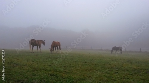 Pferde im morgennebel © krissikunterbunt