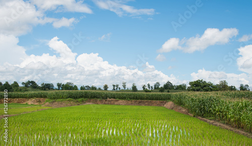 paddy Green rice cultivation field, corn, mixed