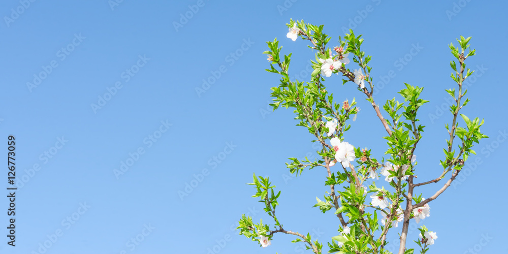 Clear blue sky and spring blooming tree with white pink flowers Clear blue sky and spring blooming tree with white pink flowers