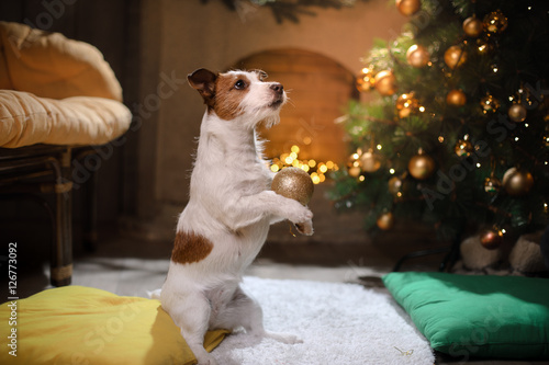 Jack Russell Terrier dog. Christmas season 2017, new year,