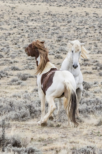 two wild horses from the McCullough Peaks herd get ibnto a brief fight.