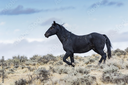 A battle scarred stallion running to join some other horses in the McCullough Peaks wild horse herd.