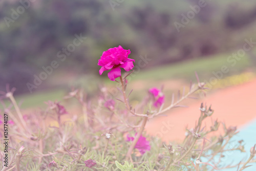 pink flower of Portulaca oleracea