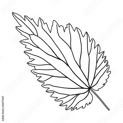 black and white nettle leaf 2