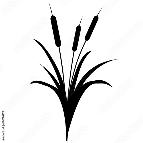 reed black and white