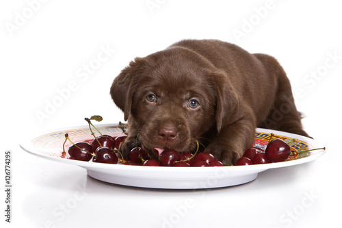 Black labrador puppy and Cherry (isolated on white background)