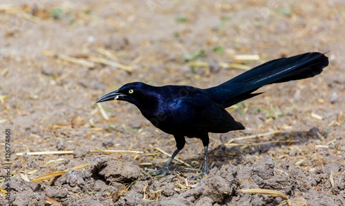 Obraz na płótnie The great-tailed grackle or Mexican grackle is a medium-sized, highly social passerine bird native to North and South America. w salonie