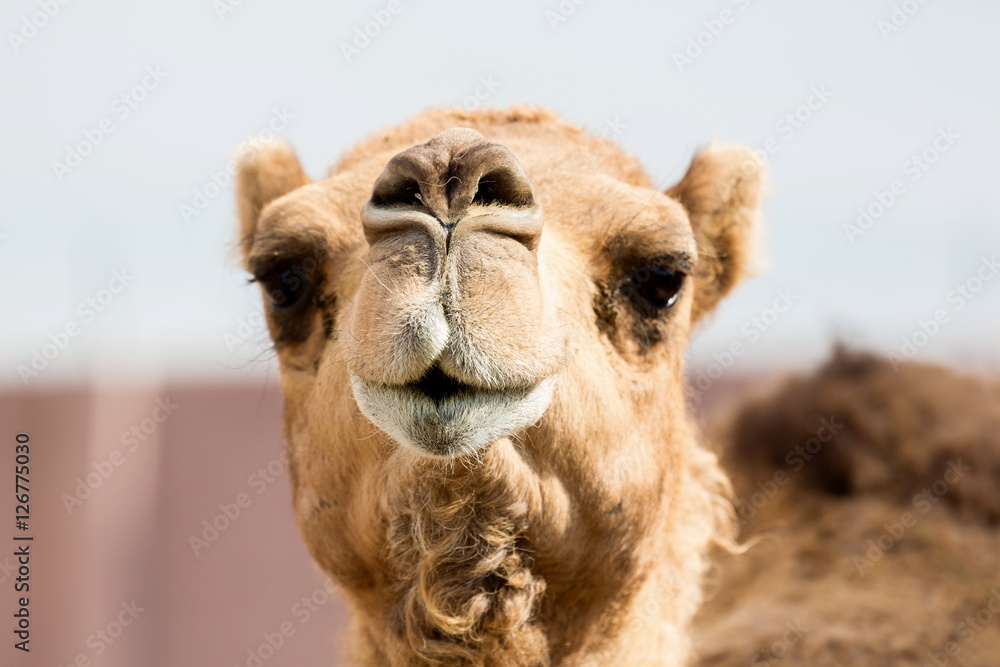 Fototapeta premium The ancient camel question is: One hump or two? Arabian camels, also known as dromedaries, have only one hump, but they employ it to great effect. The hump stores up to 80 pounds, 36 kilograms of fat