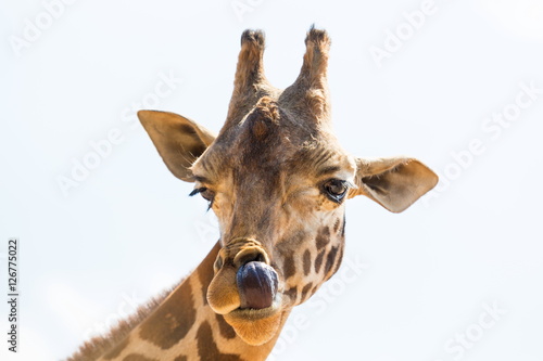 Fototapeta Naklejka Na Ścianę i Meble -  Portrait of a giraffe. Here you can clearly see its horns and large eyes and typical giraffe pattern.