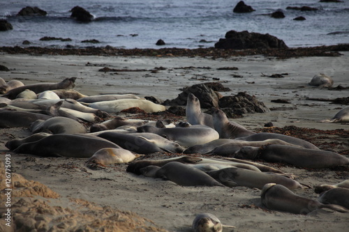 Seals Rookery in California State Route 1 