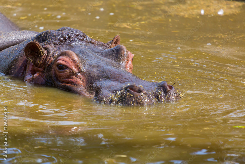 The common hippopotamus, or hippo, is a large, mostly herbivorous mammal in sub-Saharan Africa, and one of only two extant species in the family , the other being the pygmy hippopotamus. The common hippopotamus, or hippo, is a large, mostly herbivorous mammal in sub-Saharan Africa, and one of only two extant species in the family , the other being the pygmy hippopotamus.
