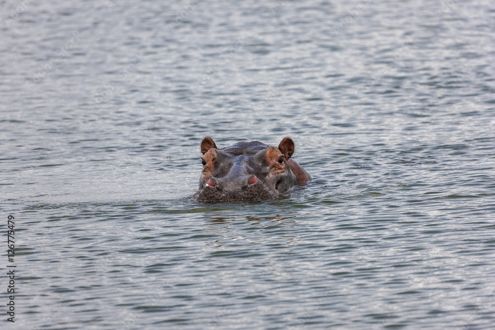 Fototapeta premium Hippo in Lake Akagera