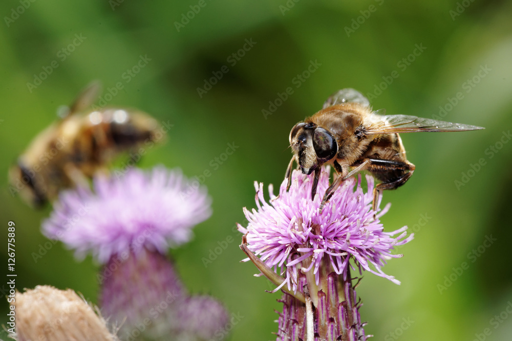 Hoverflies, Diptera Hoverflies, Diptera