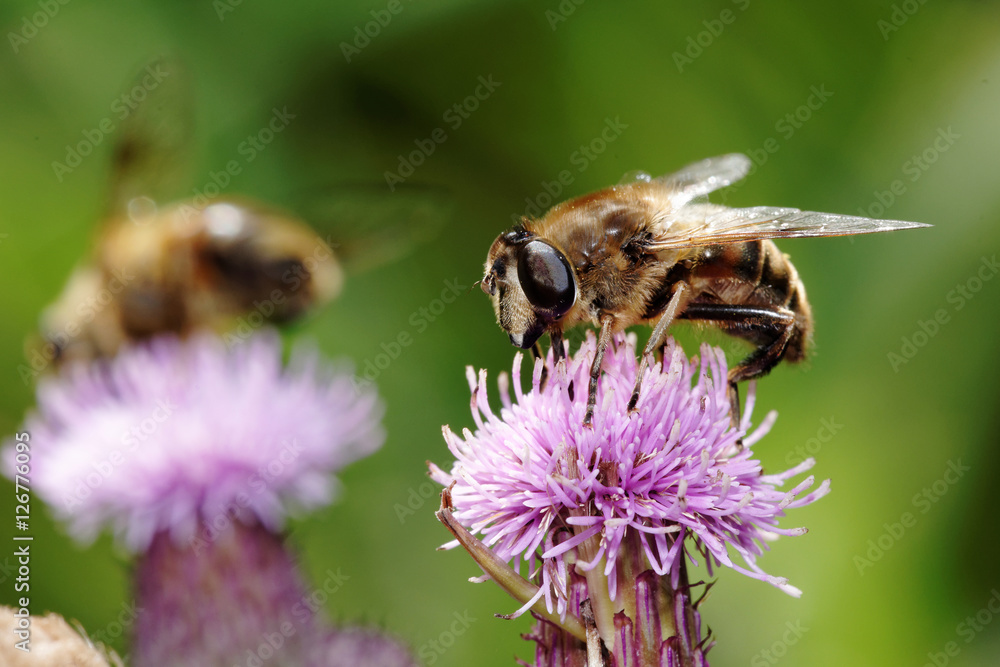 Hoverflies, Diptera Hoverflies, Diptera