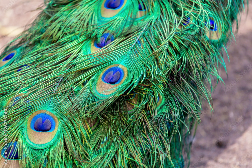 Fototapeta premium Commonly called the peacock. The Indian peafowl or blue peafowl, a large and brightly coloured bird, is a species of peafowl native to South Asia, but introduced in many other parts of the world.