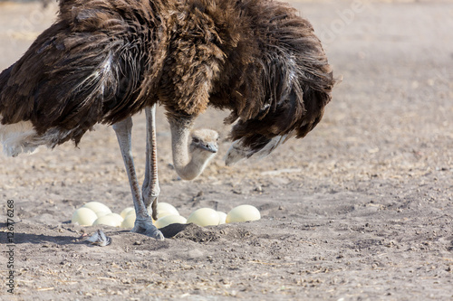 Obraz na płótnie The ostrich or common ostrich is either one or two species of large flightless birds native to Africa, the only living member of the genus Struthio, which is in the ratite family. w salonie