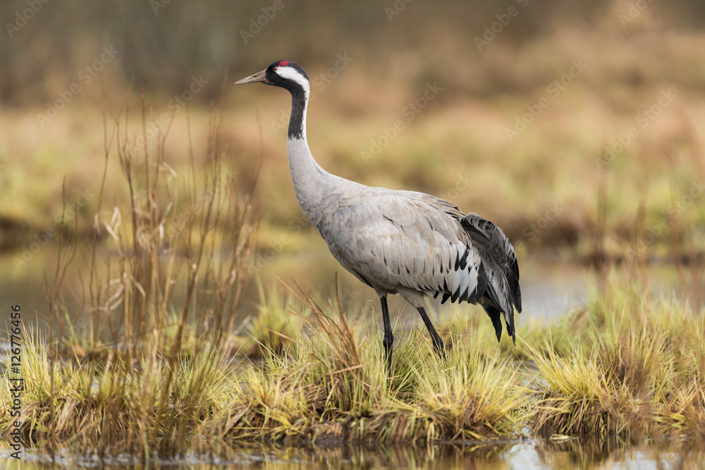 Naklejka premium Common crane in a wetland at a stopover site
