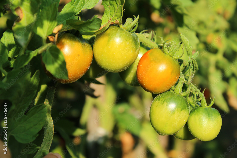 Tomatoes in the garden. Green tomatoes growing on the bush, plan