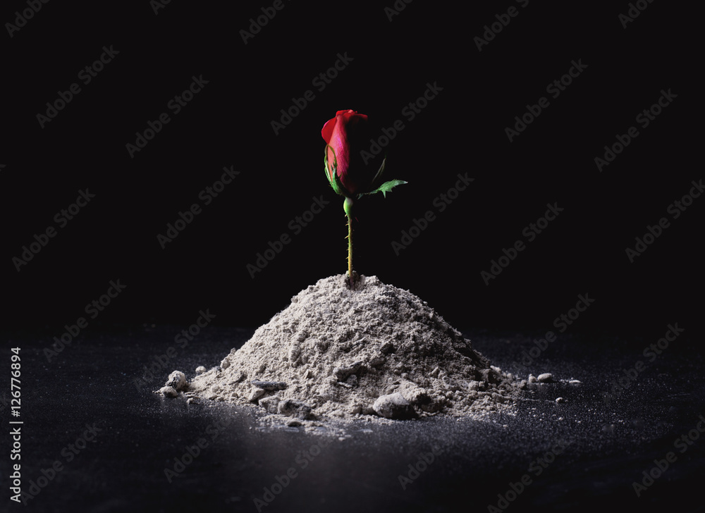 Naklejka premium Róża z popiołów