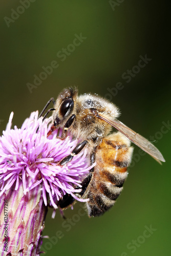 Honey Bee, Honeybee, Bee