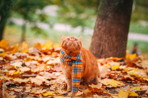 Beautiful Red british Cat with Yellow Eyes n a blue scarf Outdoor. Autumn cat in yellow leaves. © Elena Kratovich