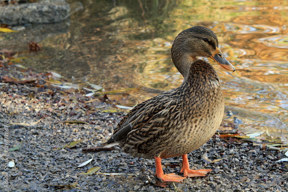 Meeting with duck near my house. Meeting with duck near my house.