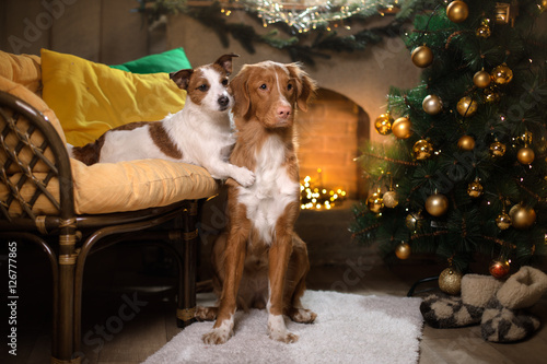 Dog Jack Russell Terrier and Dog Nova Scotia Duck Tolling Retriever . Christmas season 2017, new year