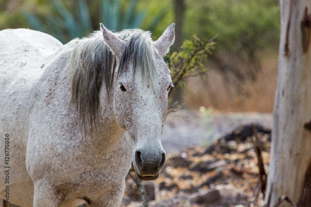 The mustang is a free-roaming horse of Mexico that descended from horses brought to the Americas by the Spanish. Mustangs are referred to as wild horses, they are properly defined as feral horses. The mustang is a free-roaming horse of Mexico that descended from horses brought to the Americas by the Spanish. Mustangs are referred to as wild horses, they are properly defined as feral horses.