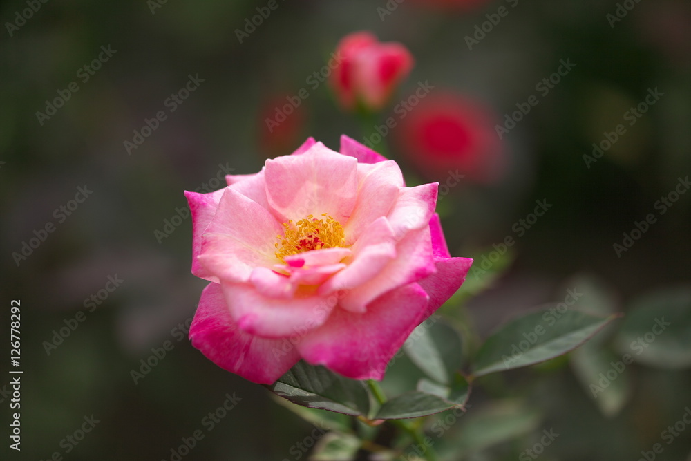 薔薇 薔薇