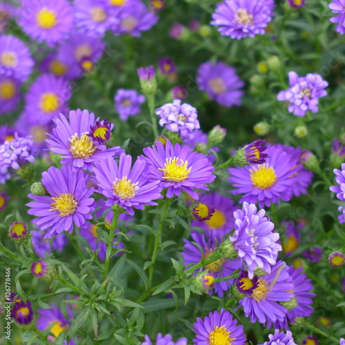 Fleurs violettes