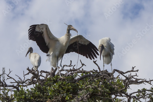 Εκτύπωση καμβά Wood Stork Family nesting