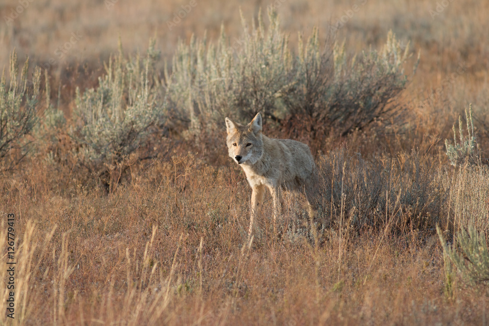 Coyote walking in grass Coyote walking in grass