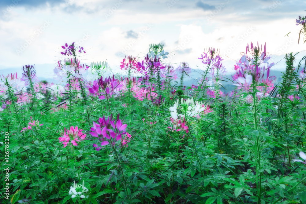 Flower after rain background mountains