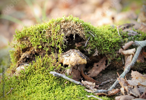 гриб растёт в лесу осенью 
