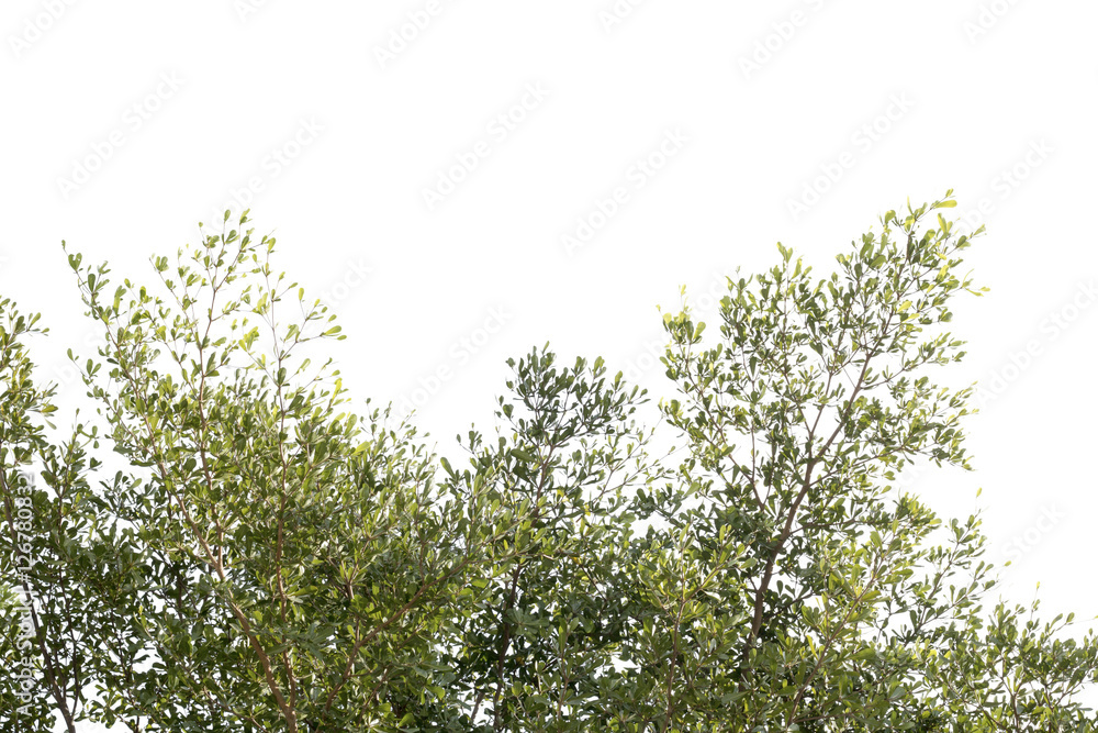 group of green leaf and sky,cloud and blue sky,green leaf from garden,green leaf make oxygen group of green leaf and sky,cloud and blue sky,green leaf from garden,green leaf make oxygen